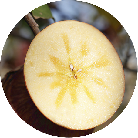 ae19b67e51a44c47c487e5cacc20-恢復(fù)的 拷貝.png