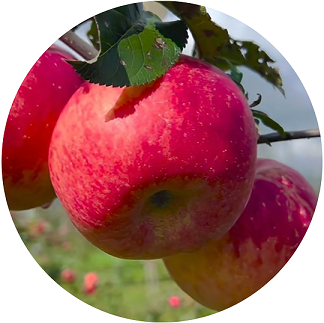 7ae3191d551cdb49dc6d1967ac51bab6_compress 拷貝(2).png