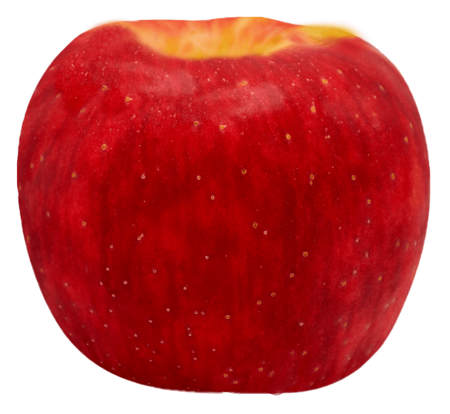 紅露 2(1)33 拷貝.png